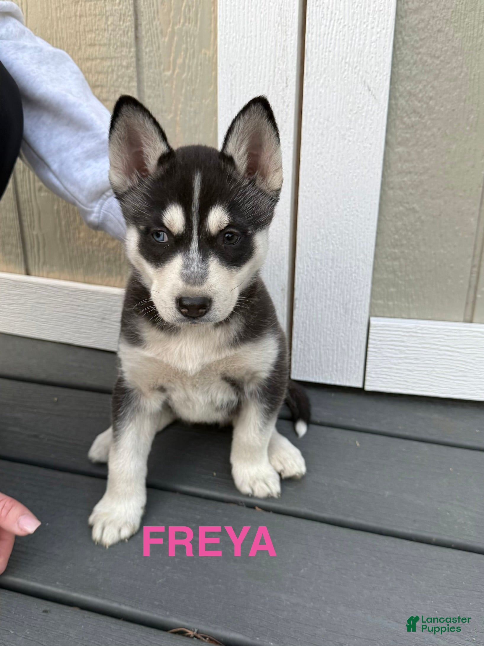 Gerberian Shepsky dogs Gerberian Shepsky Puppy 3 - Ad 4