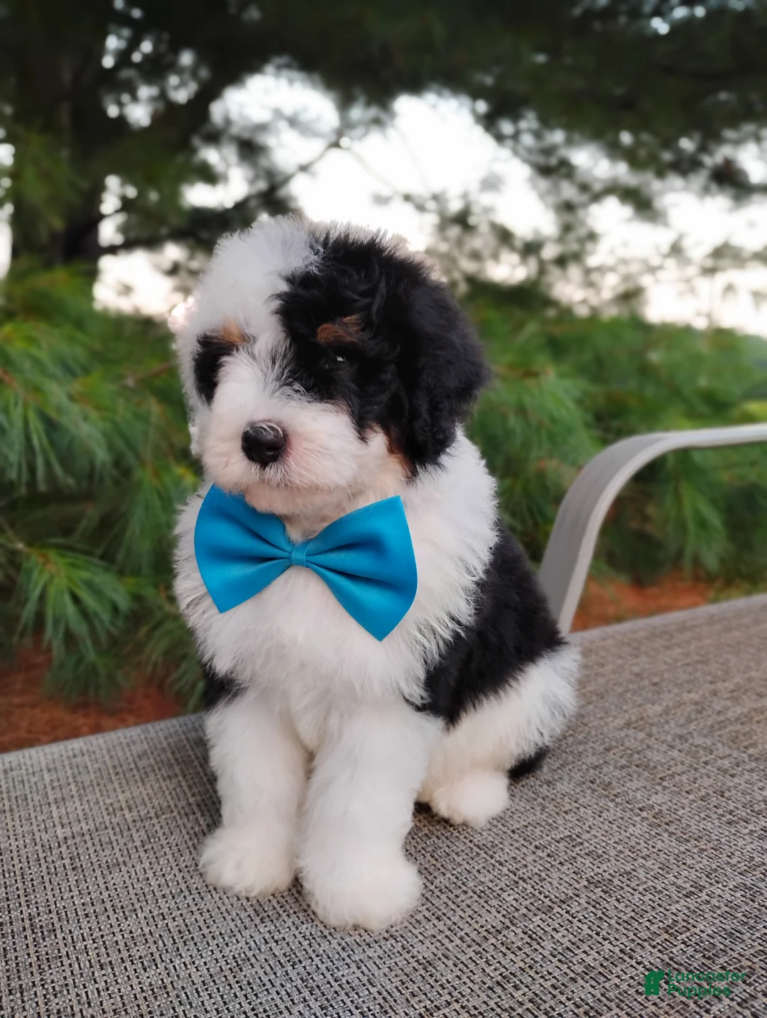 Bernedoodle dogs for sale: Biscuit  - Ad 4