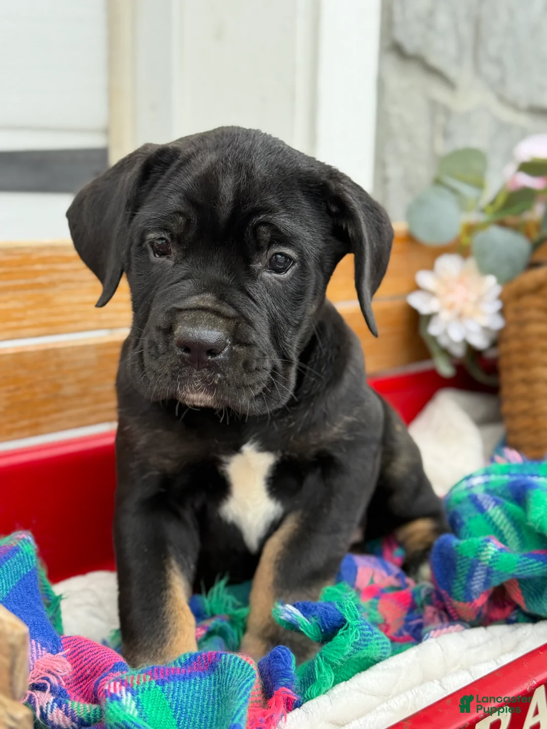 Cane Corso dogs for sale: Alisha - Ad 9