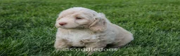 Mixed Breed dogs for sale: Mars - Ad 3