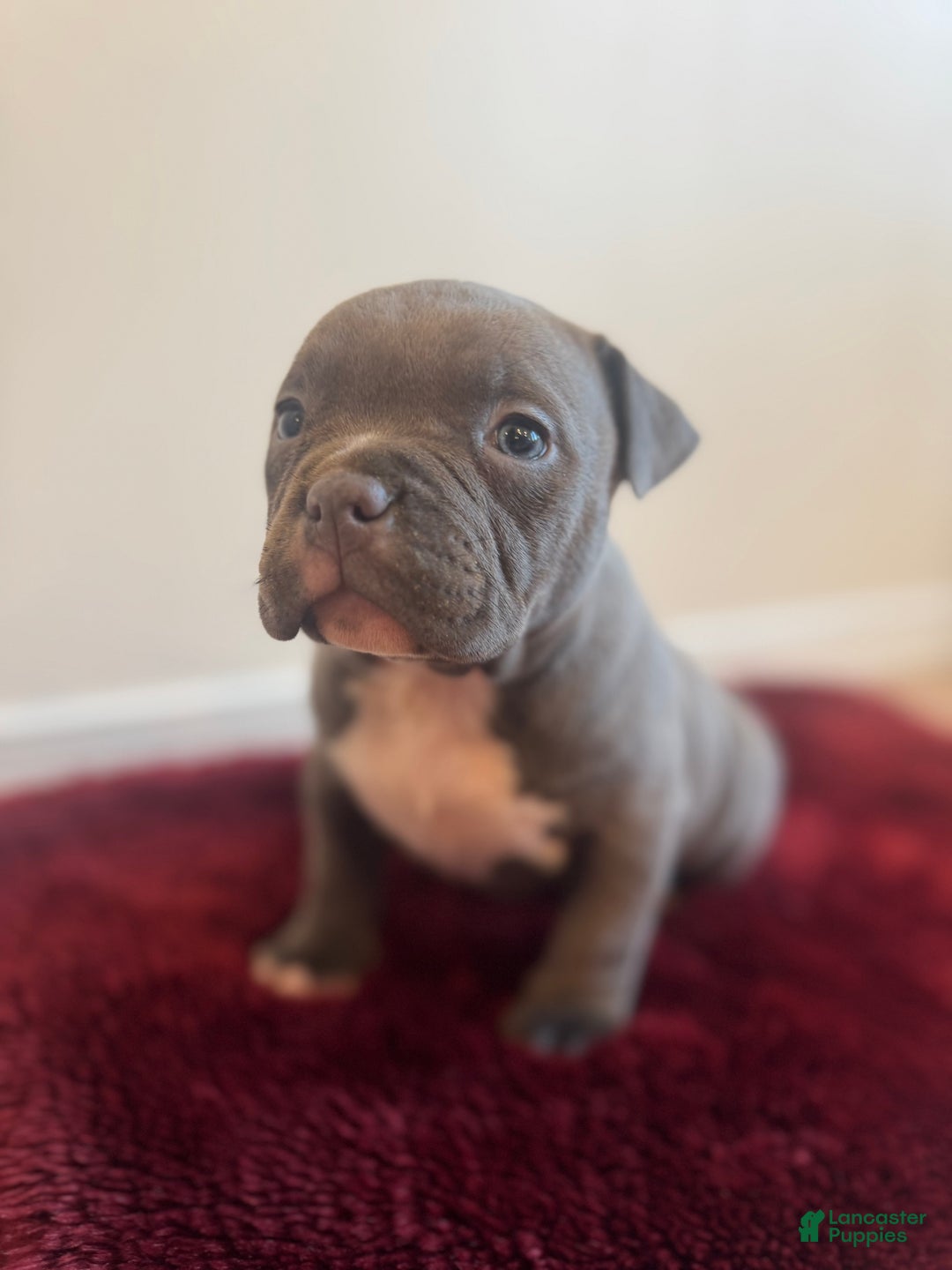 American Bully dogs for sale: Gigi - Ad 6