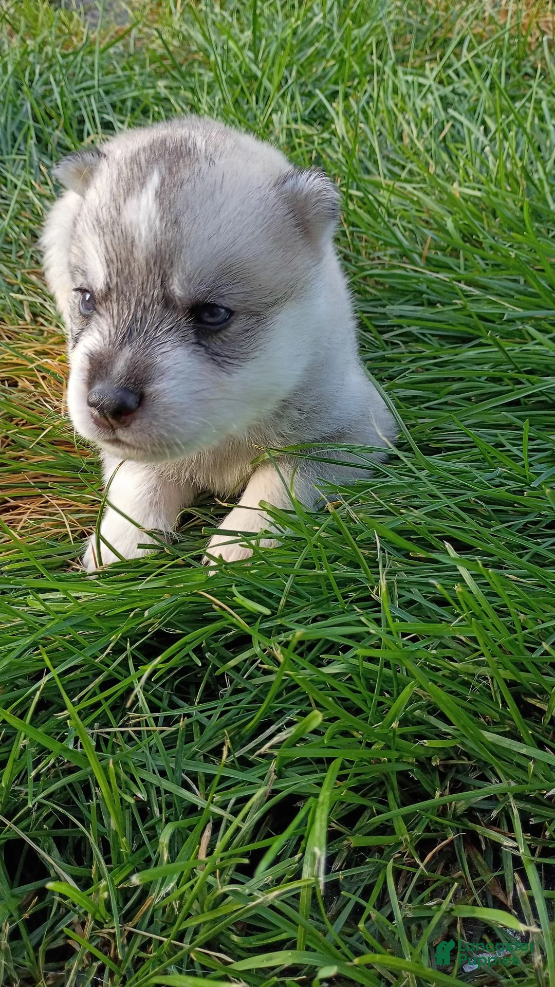 Siberian Husky dogs for sale: Male #2 - Ad 1