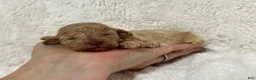Toy Poodle dogs for sale: Avie - Ad 2