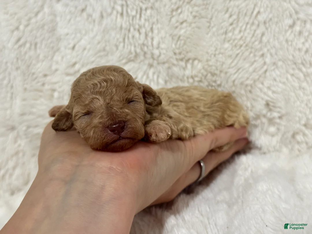 Toy Poodle dogs for sale: Avie - Ad 2