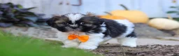 Shih Tzu dogs for sale: Riley - Ad 7