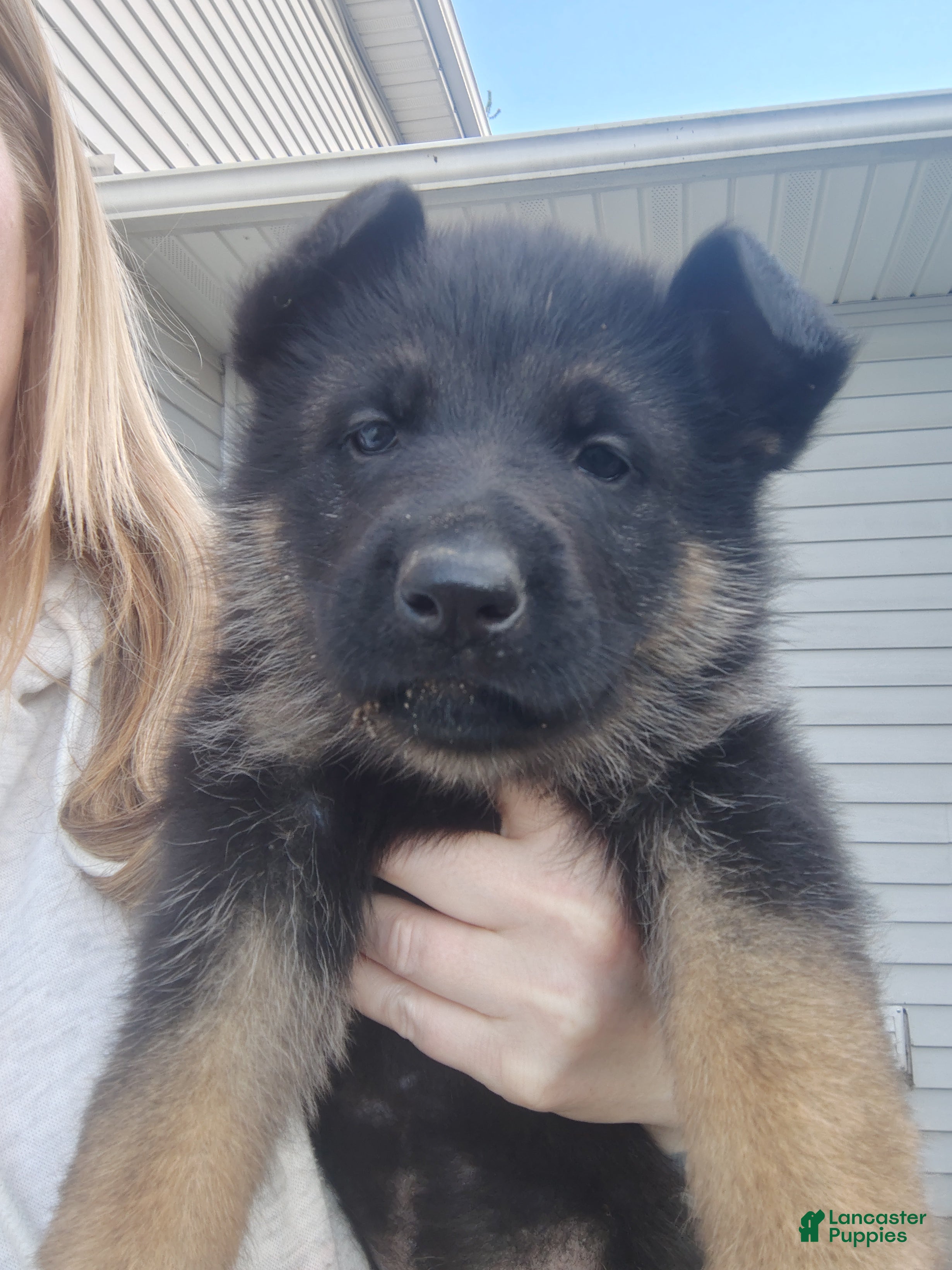 German Shepherd dogs Arora - Ad 7