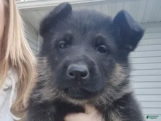 German Shepherd dogs Arora - Ad 7