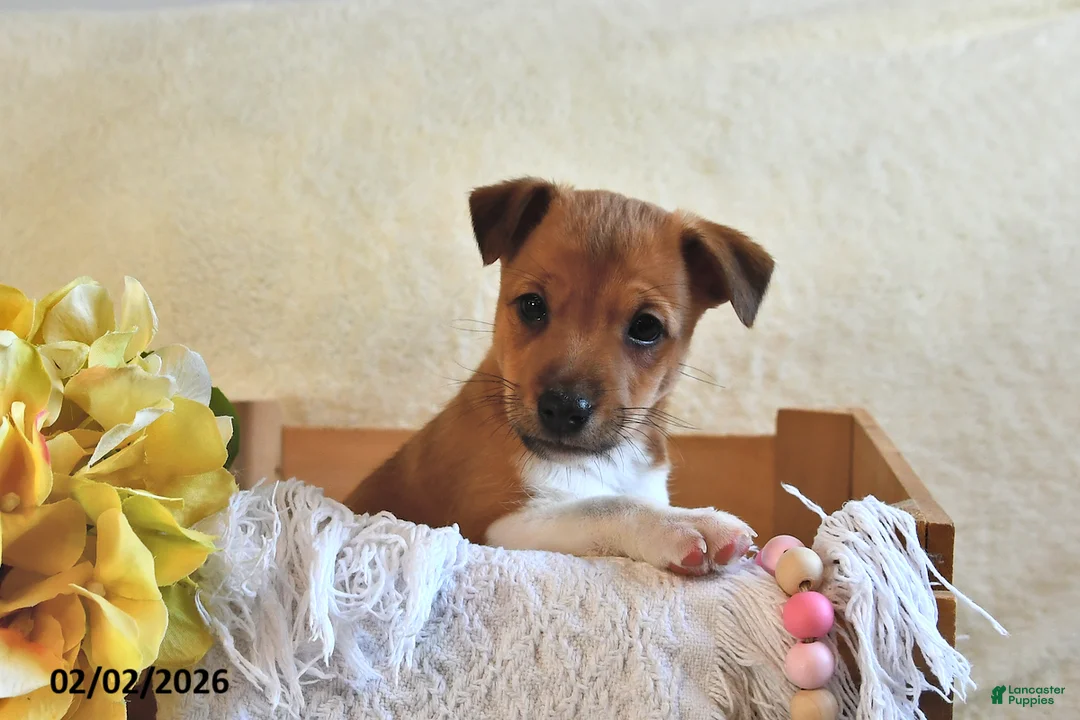 Jack Russell Terrier dogs for sale: Puddles  - Ad 2