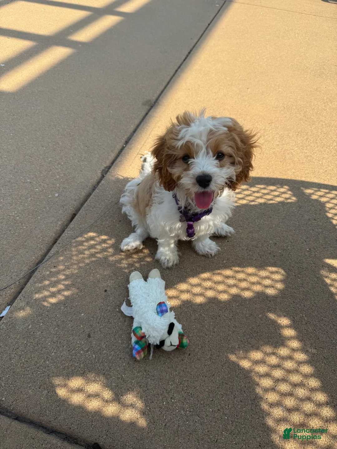 Gallery Image {{count}}