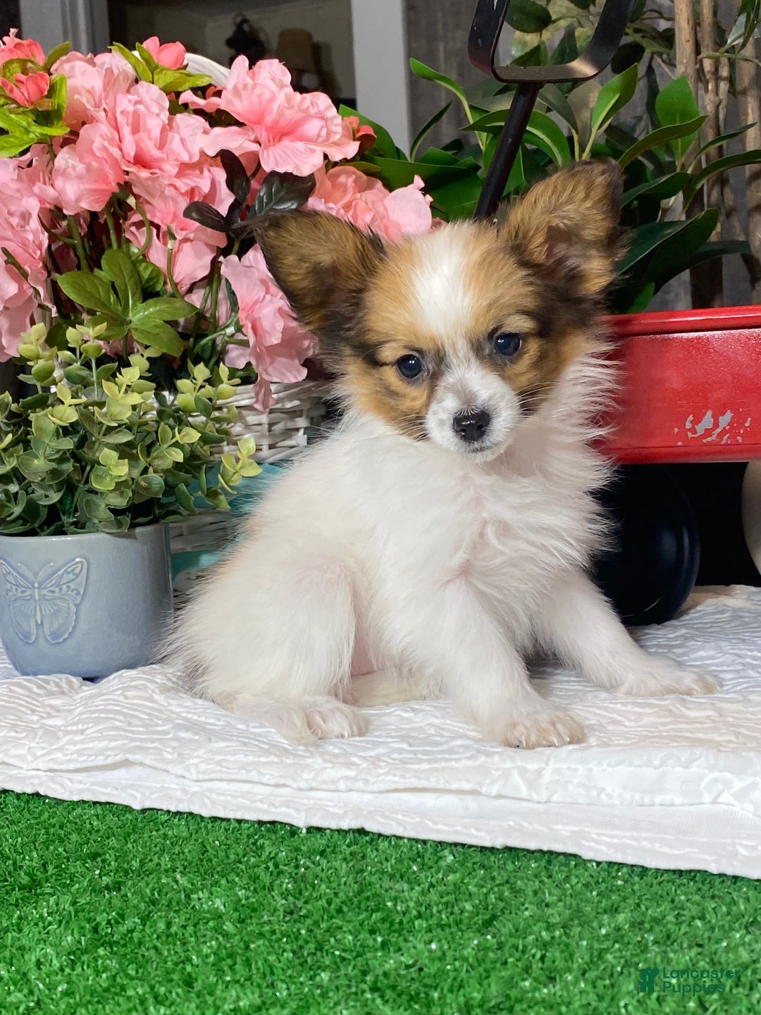 Papillon dogs for sale: Ruby  - Ad 5