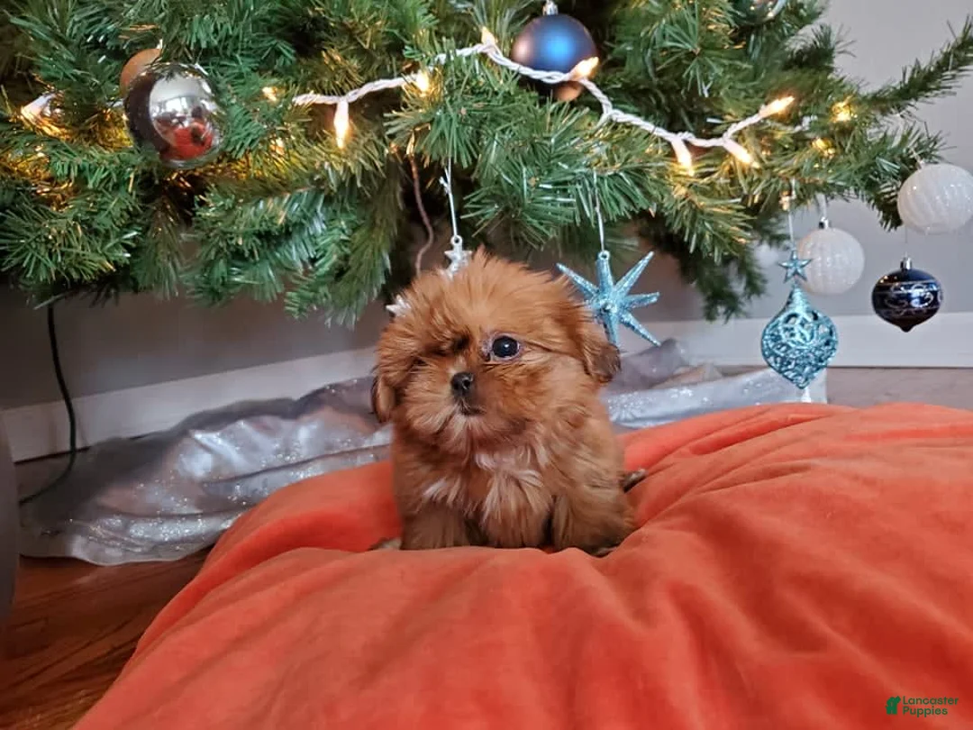 Gallery Image {{count}}