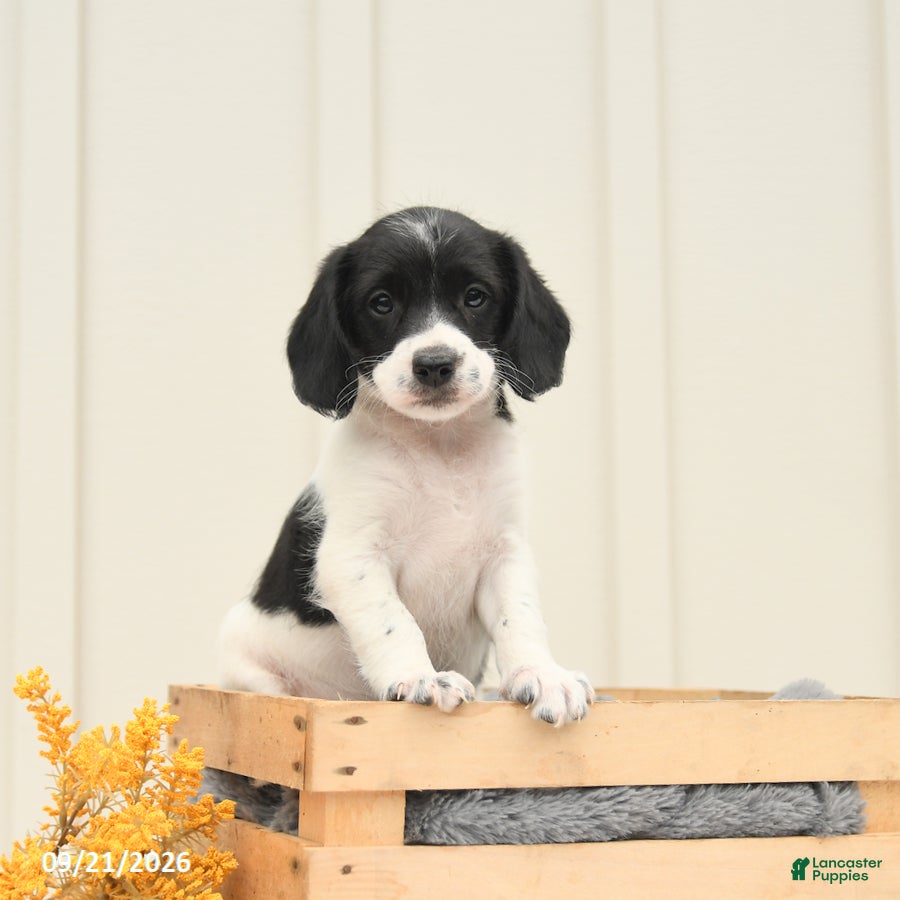 Mixed Breed dogs Fancy - Ad 1
