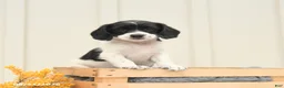 Mixed Breed dogs for sale: Fancy - Ad 1