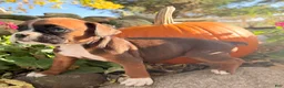 Boxer dogs for sale: Ziva Female AKC Boxer - Ad 16