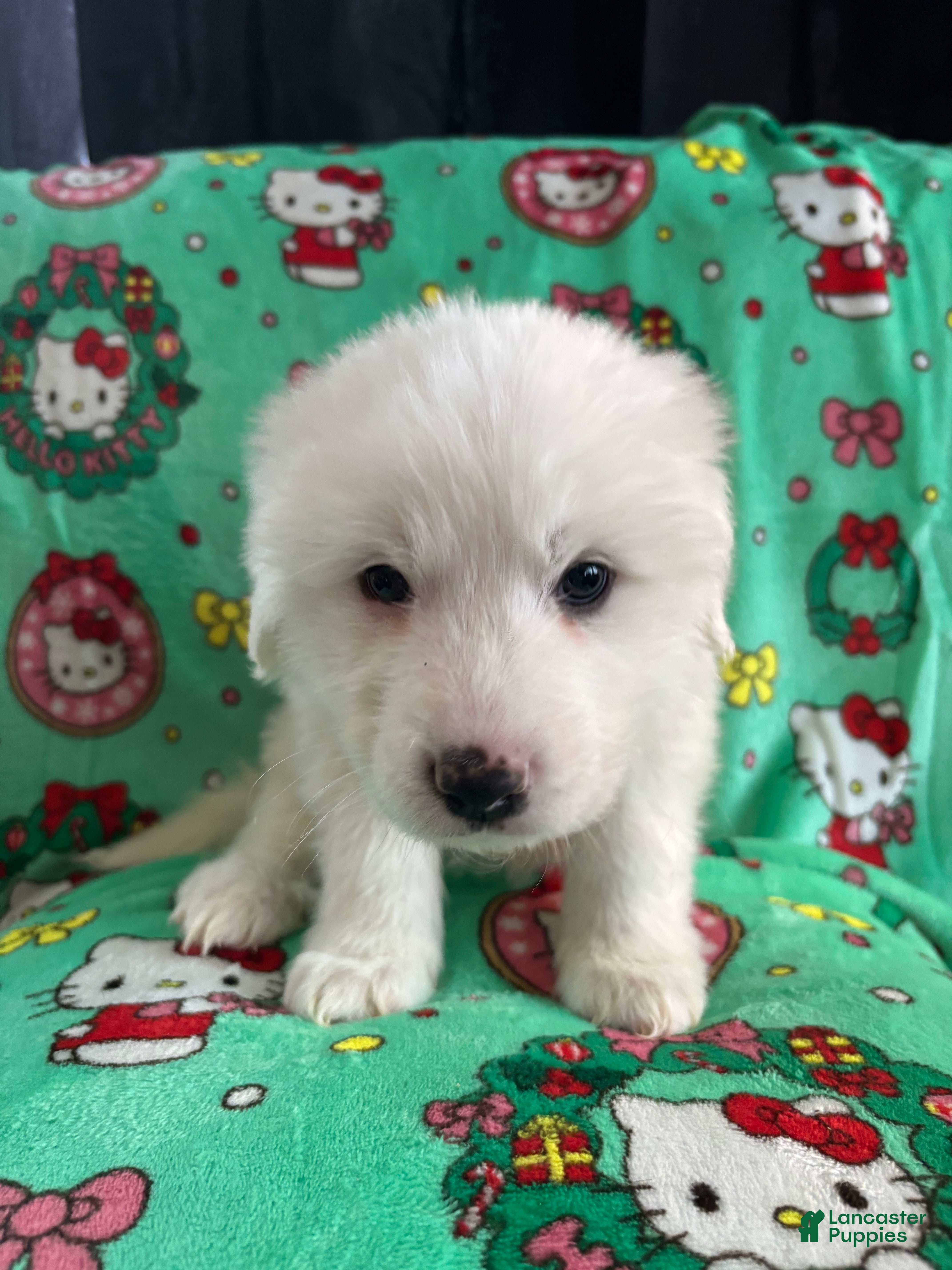 Great Pyrenees dogs Great Pyrenees - Ad 24