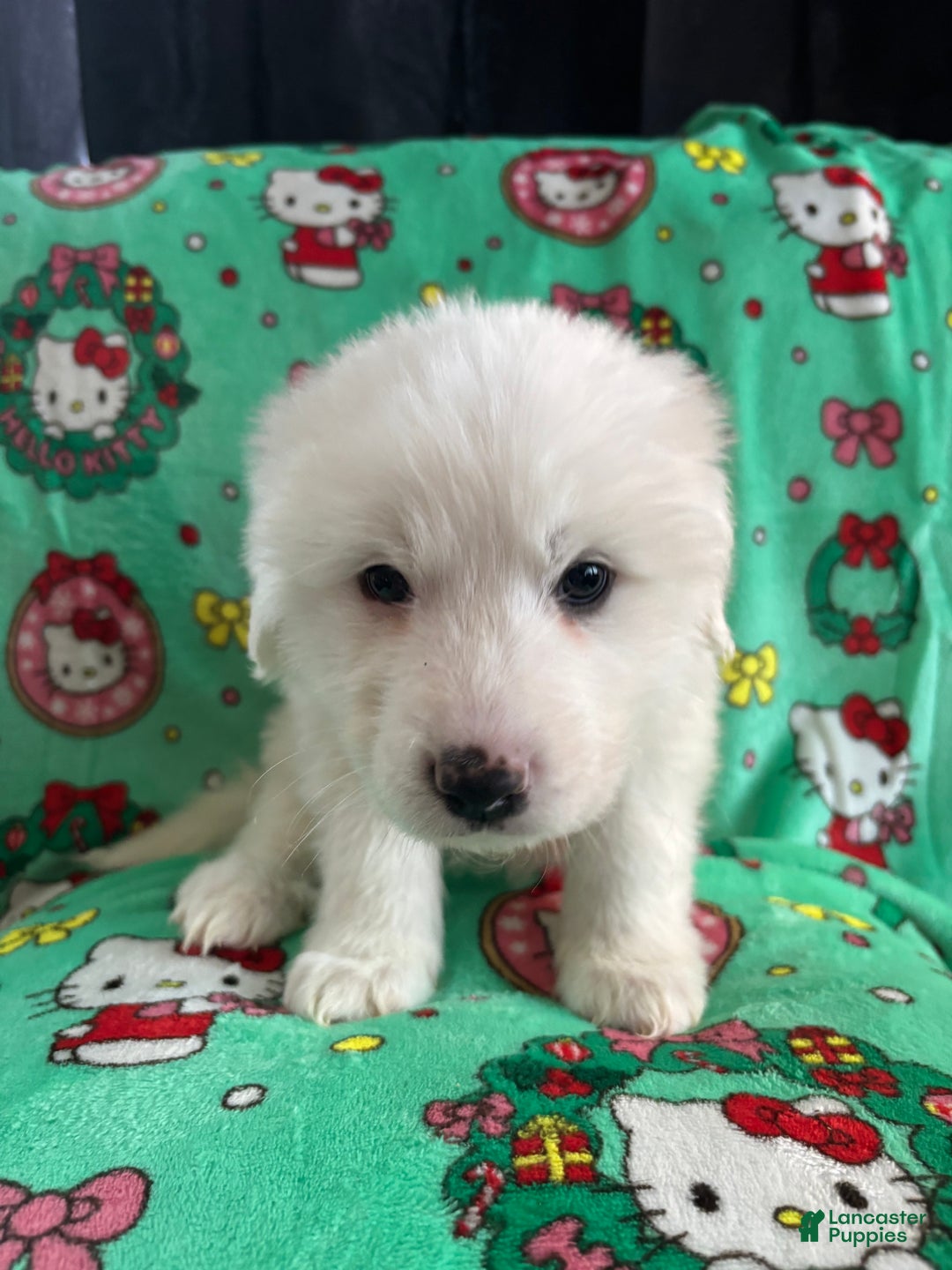Great Pyrenees dogs for sale: Great Pyrenees - Ad 1