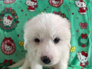 Great Pyrenees dogs Great Pyrenees - Ad 21