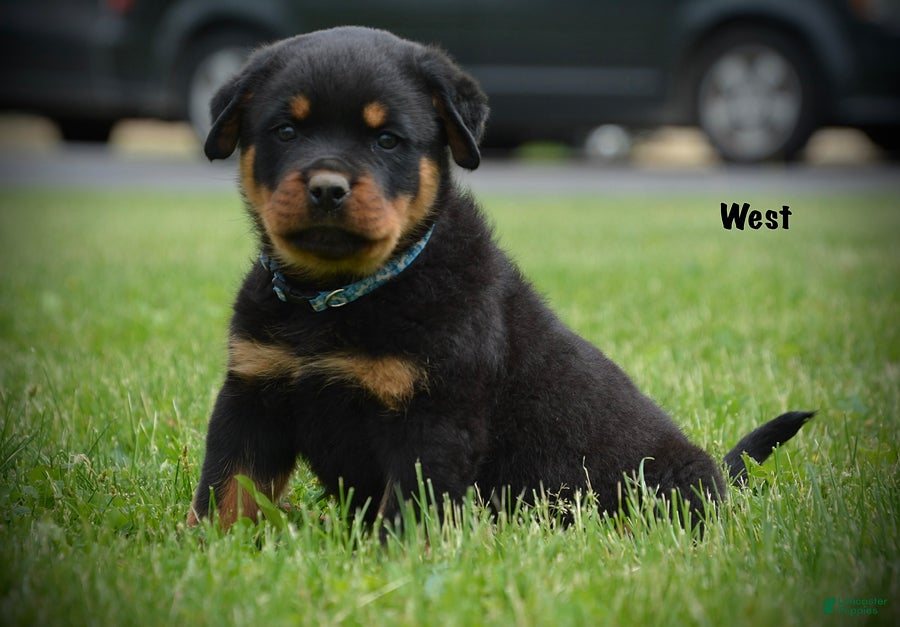 Rottweiler dogs West - Ad 2