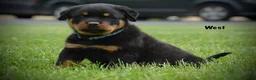 Rottweiler dogs for sale: West - Ad 2