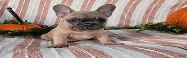 Rascal