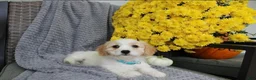 Cavachon dogs for sale: Sport - Ad 3