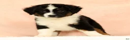 Mini Aussiedoodle dogs for sale: Lonnie - Ad 6