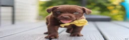 Labrador Retriever dogs for sale: Indigo - Ad 5