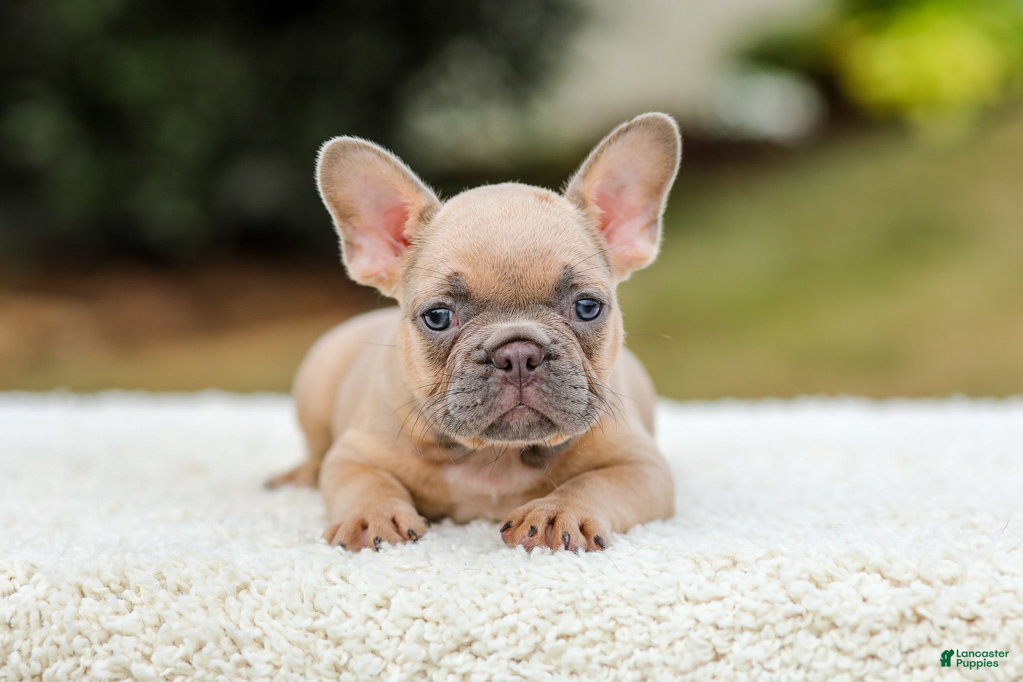 French Bulldog dogs Nash - Ad 1