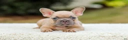 French Bulldog dogs for sale: Nash - Ad 1