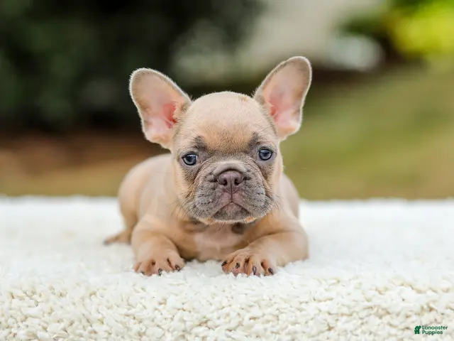 French Bulldog dogs for sale: Nash - Ad 1