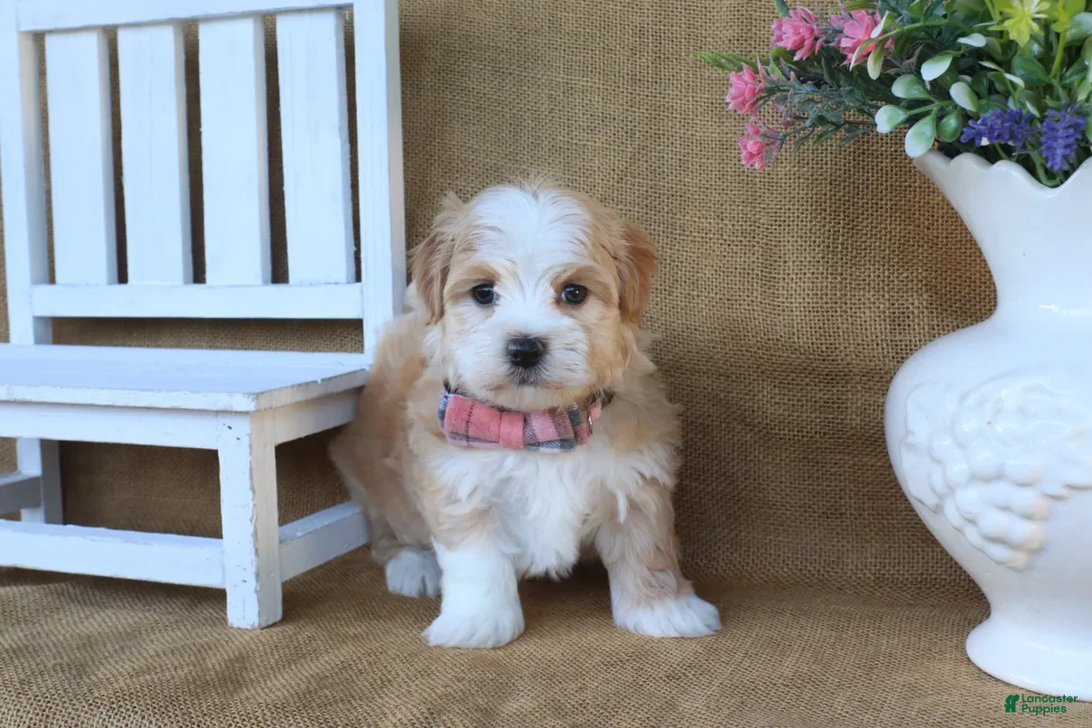 Havanese dogs Hunter - Ad 2