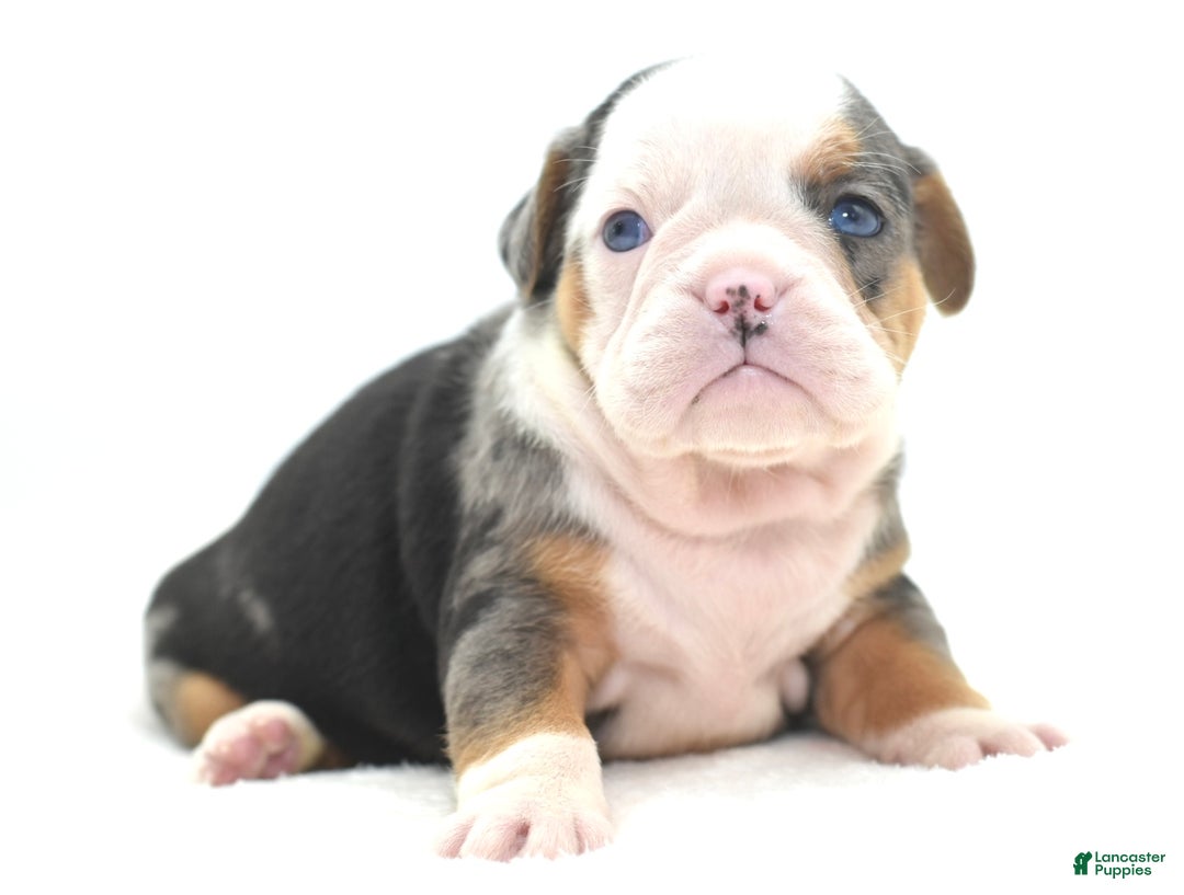 Mixed Breed dogs for sale: Rosie Merle koi pattern  - Ad 17