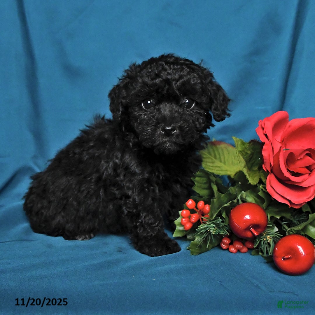 Toy Poodle dogs for sale: Gabby - Ad 2