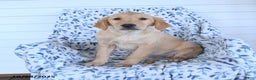 Golden Retriever dogs for sale: Precious - Ad 3