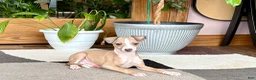 Italian Greyhound dogs for sale: Jaden  - Ad 6