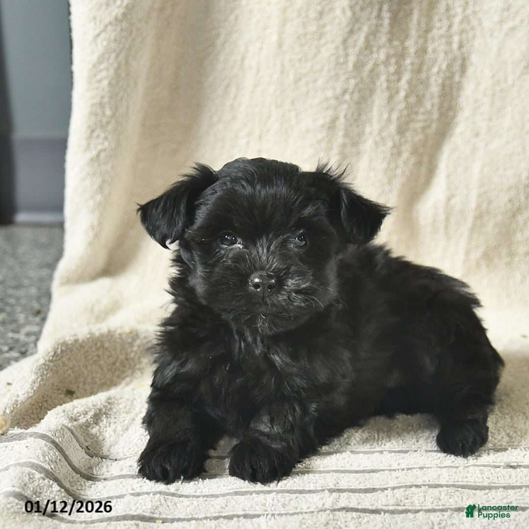 Mixed Breed dogs for sale: Winslow  - Ad 3