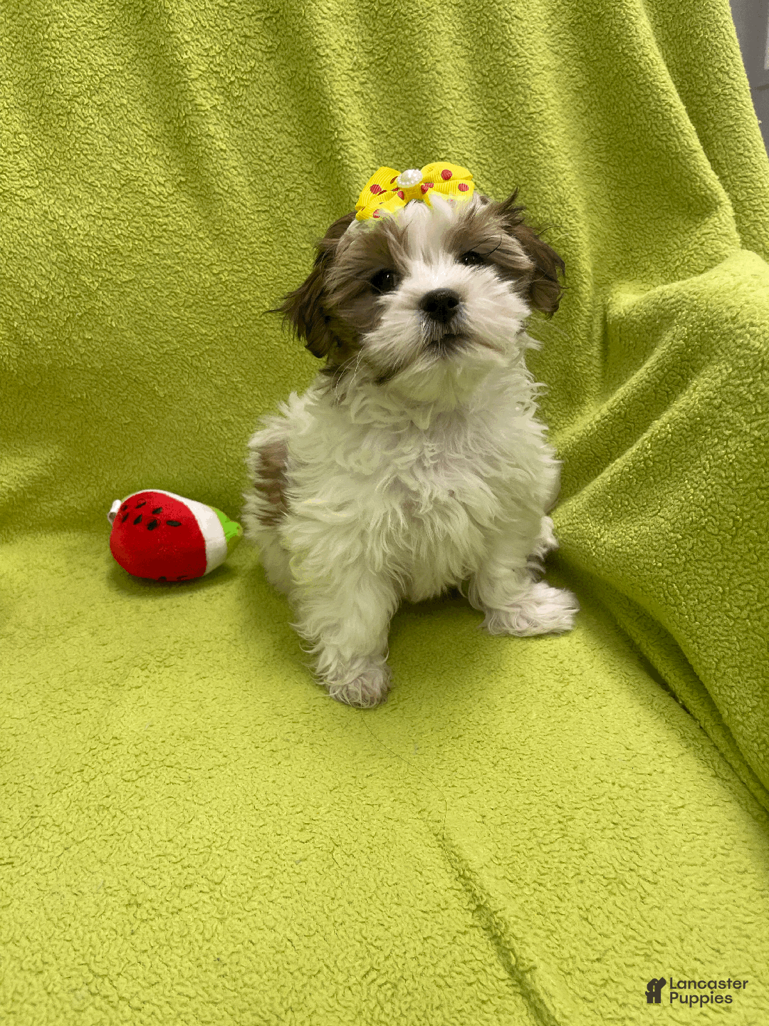 Malshi dogs for sale: Tiny - Ad 2