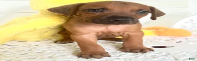 Rhodesian Ridgeback- Mr. Orange 