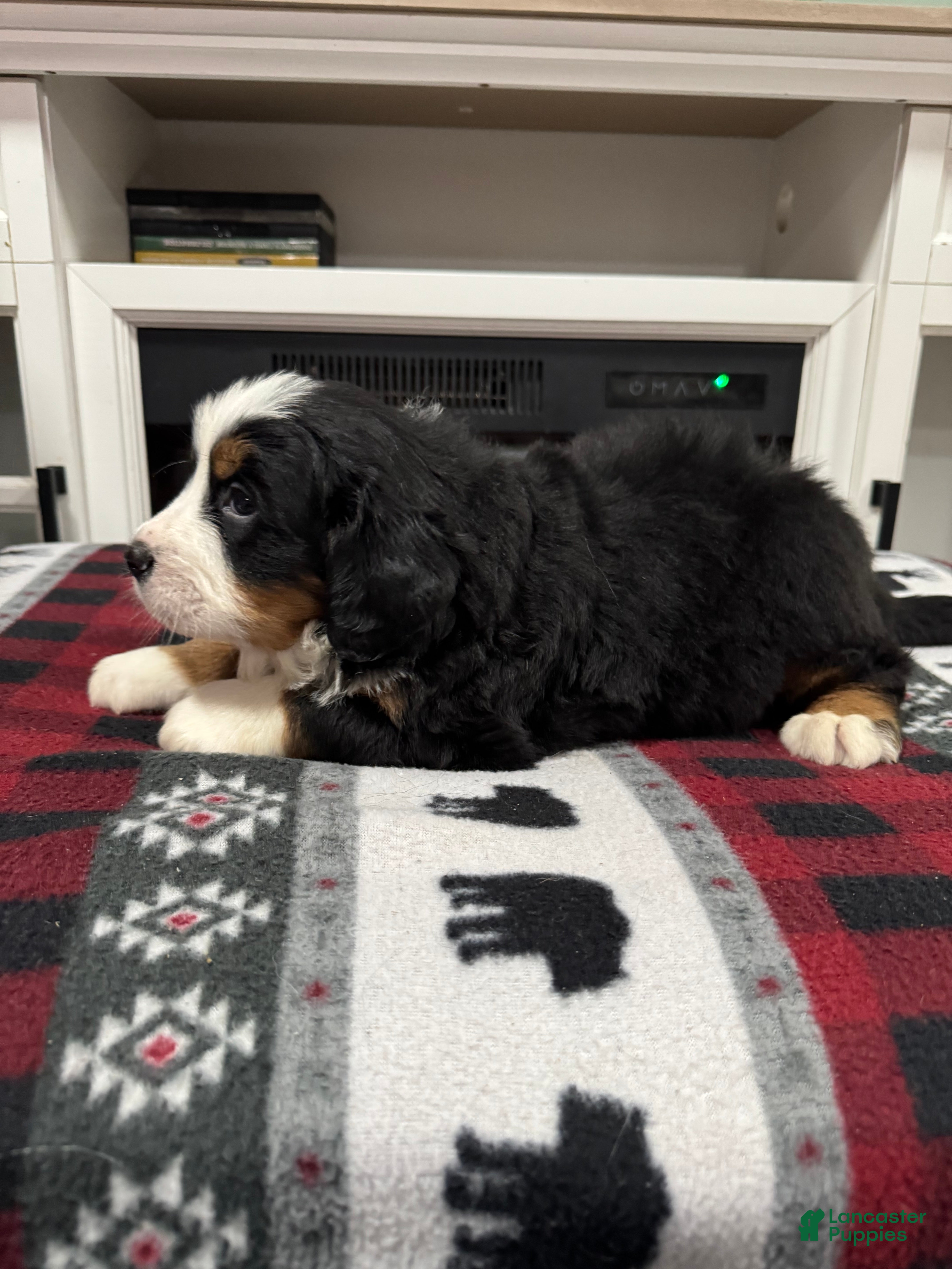 Bernese Mountain Dog dogs Chance - Ad 1