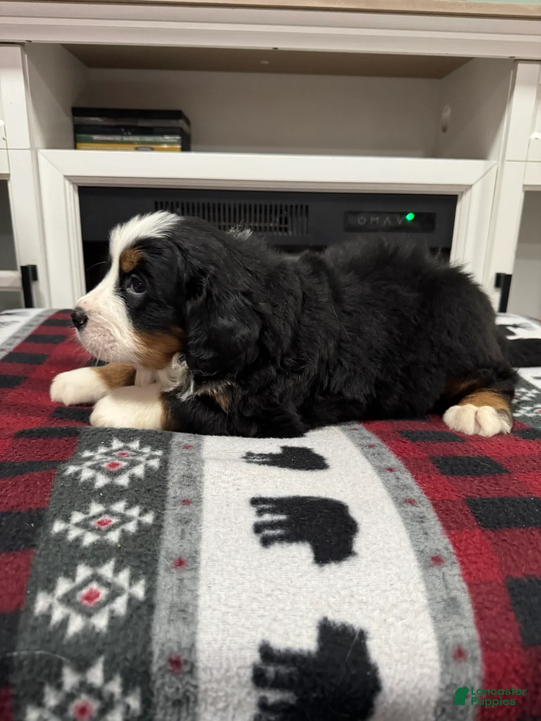Bernese Mountain Dog dogs for sale: Chance - Ad 1