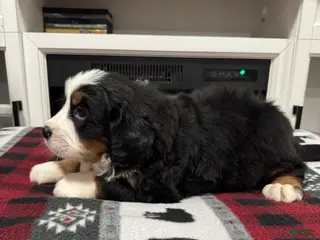 Bernese Mountain Dog dogs for sale: Chance - Ad 4