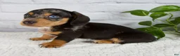 Miniature Dachshund dogs for sale: Hunter - Ad 3