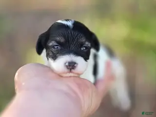 Maltipoo dogs Marble - Ad 20