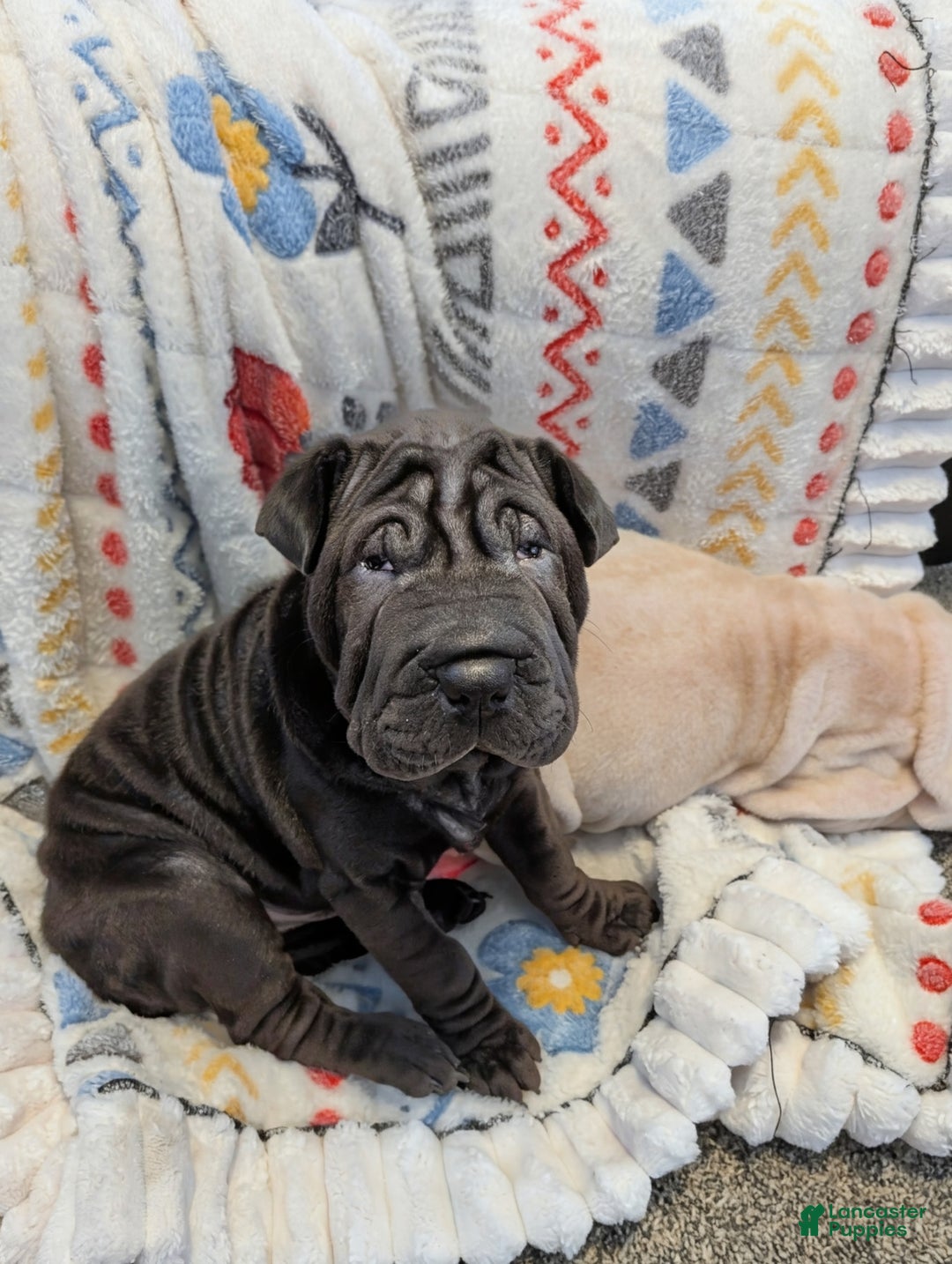 Mixed Breed dogs for sale: Mixed Breed Puppy 1 - Ad 3