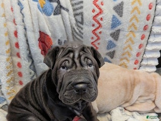 Mixed Breed dogs Mixed Breed Puppy 1 - Ad 4