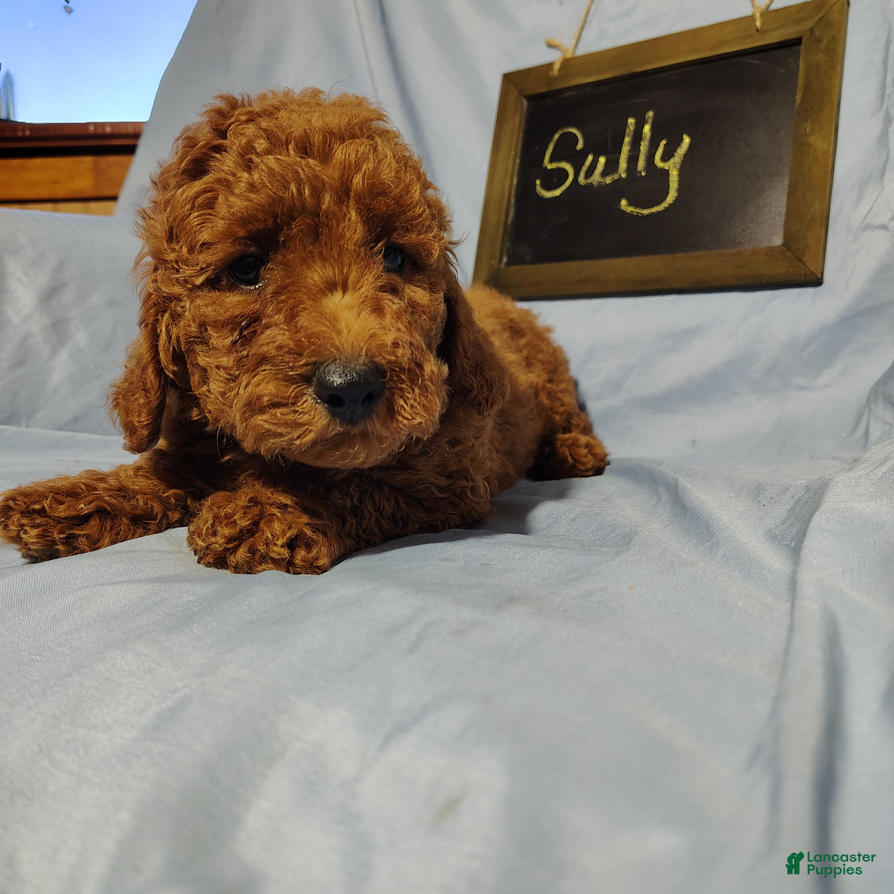 Sully