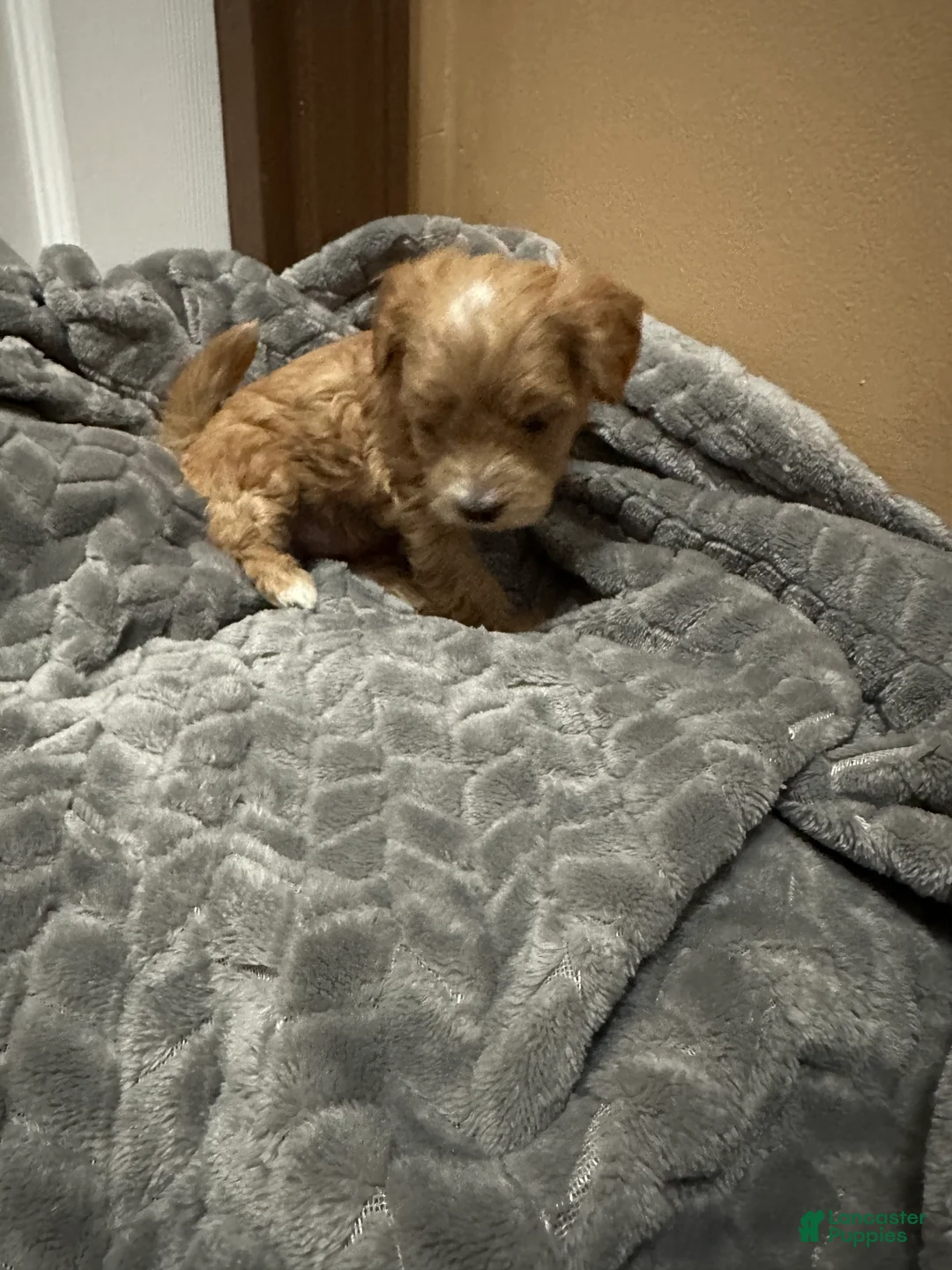 Maltipoo dogs for sale: Maltipoo 1 - Ad 2