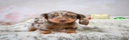 Miniature Dachshund dogs for sale: Frosty - Ad 4