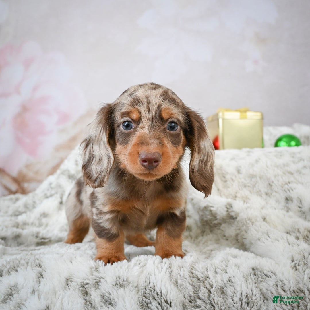 Miniature Dachshund dogs for sale: Frosty - Ad 4