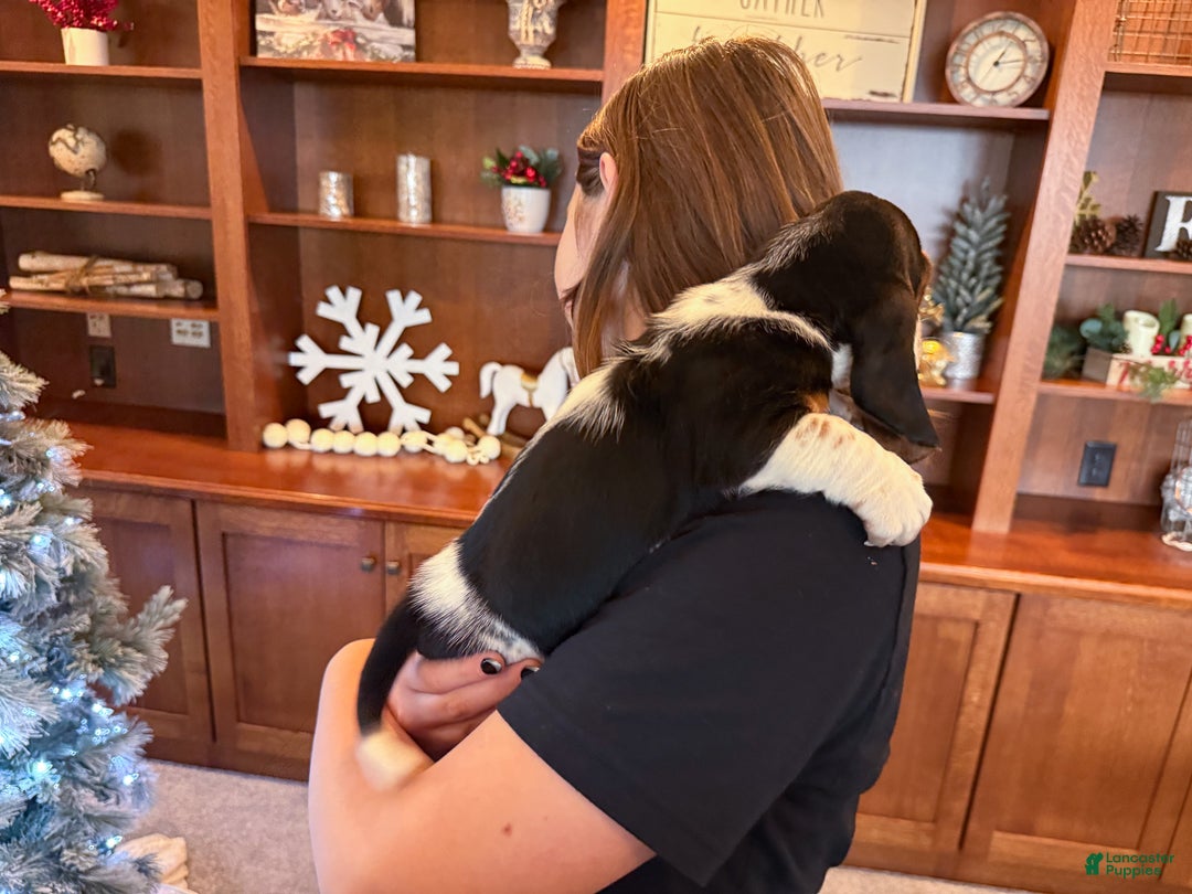 Basset Hound dogs for sale: Mackenzie - Ad 6